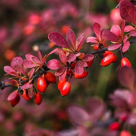 červené plody Berberis thunbergii 'Atropurpurea' na zasneženom konári