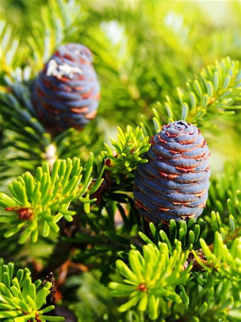 Ilustračná fotografia jedle kórejskej s typickými fialovými šiškami