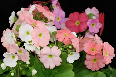 Detailný pohľad na kvetenstvo a listovú ružicu prvosienky kalíškatej (Primula obconica)