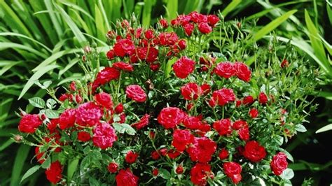 ilustračné foto miniruže v črepníku