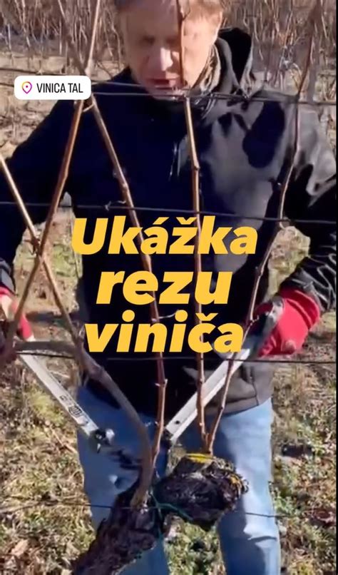 ukážka správneho rezu miniruže