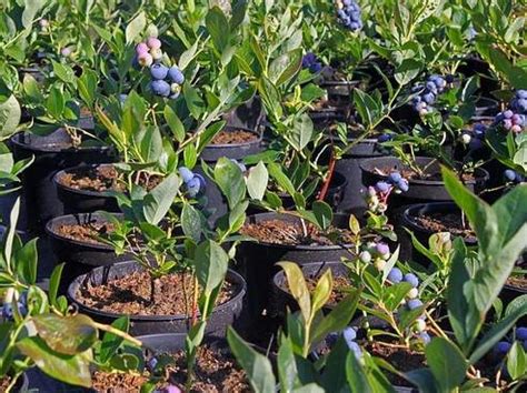 Záhradné čučoriedky pestované v kvetináčoch na terase