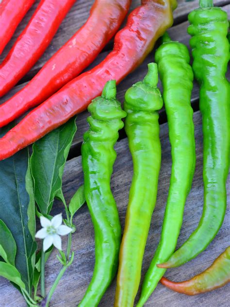 Rôzne farebné odrody papriky baranie rohy