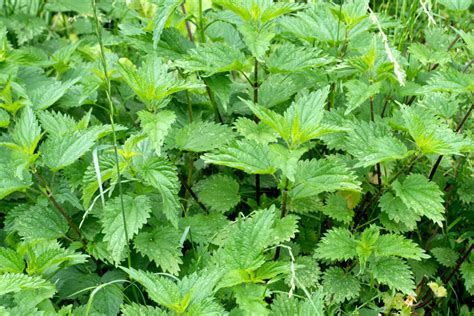 fotografia bežných indikačných rastlín ako žihľava, púpava, štiav