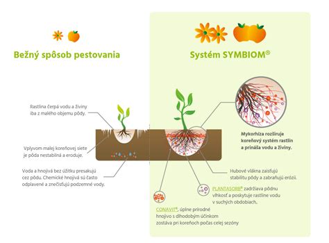 schéma symbiózy mykoríznych húb a koreňov rastlín