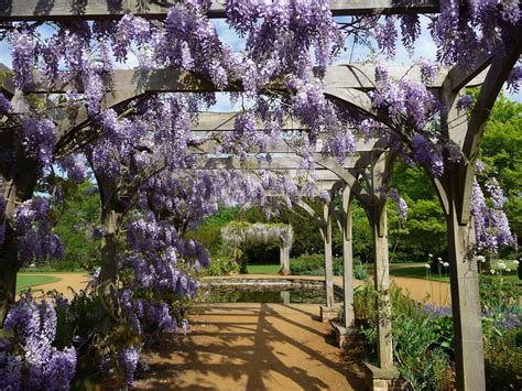 Ilustrácia rôznych typov pergol a altánkov s popínavými rastlinami