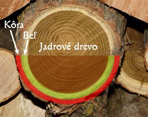 Štruktúra a kresba dreva tuje