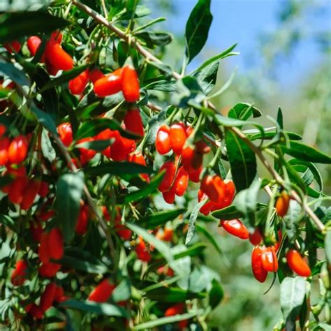 Nenáročný ker kustovnice čínskej s typickými plodmi goji