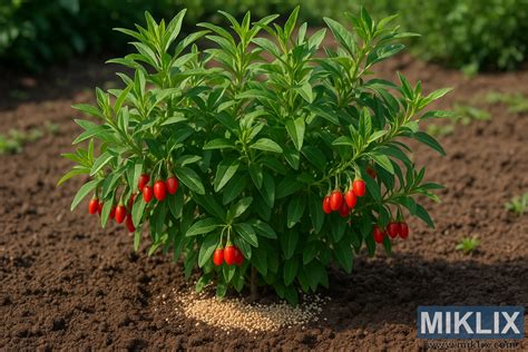 Goji rastlina opretá o mriežku, umožňujúca rast a zber