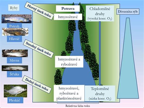 Ilustrácia rôznych druhov kavyľu s označením ich charakteristických znakov