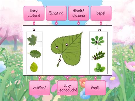 Botanická schéma: stavba listov a motýľovitých kvetov typických pre čeľaď bôbovitých
