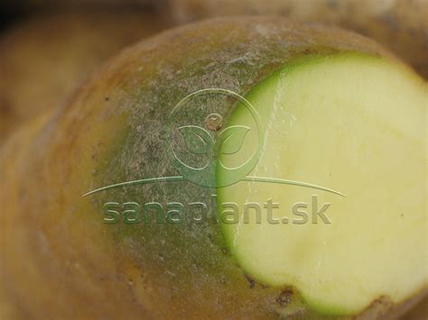 Schéma rastu a anatómia hľuzy zemiaka odrody Madeira