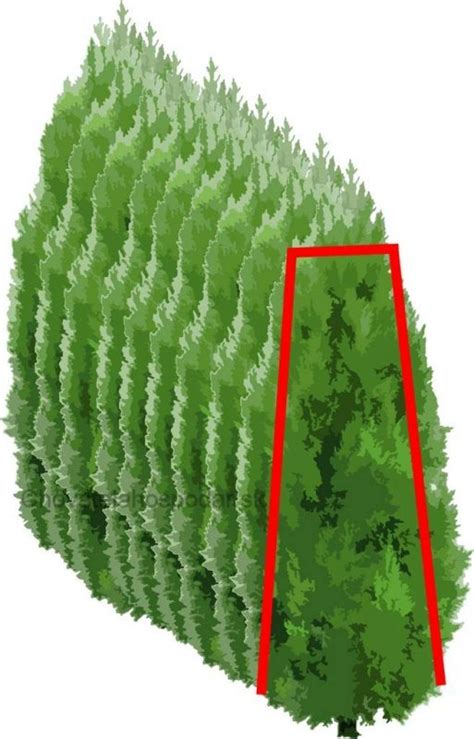 Schéma správneho kužeľovitého tvaru živého plota z tují: spodná časť širšia ako horná