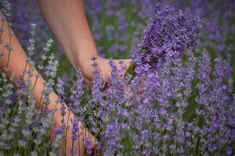 ilustračné foto chradnúcej levandule pri tuji