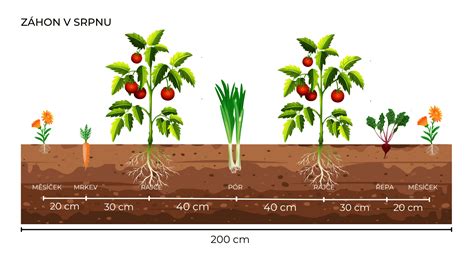 plán výsadby tují s dostatočnými rozstupmi