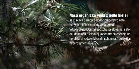 Detailná schéma vzhľadu jedle bielej vrátane charakteristickej plochej koruny a šišiek