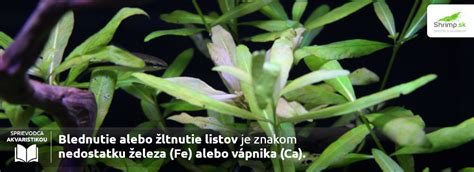 Porovnanie rastu akváriových rastlín v akváriu s pridávaním CO2 a bez neho