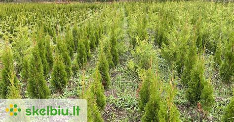 Porovnanie vzrastu kultivarov Smaragd, Brabant a zakrpatených foriem