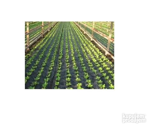 Schéma znázorňujúca správne rozostupy pri výsadbe kapusty (40-50 cm) a hĺbku sadenia 