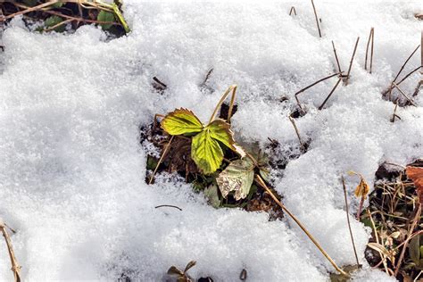 Fotografia zimného zberu čerstvých listov kelu pod snehom