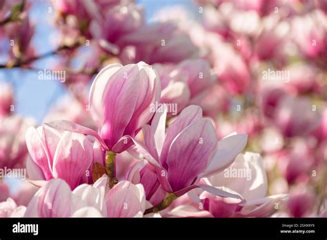 Thematic photo: Magnolia x soulangeana in full bloom