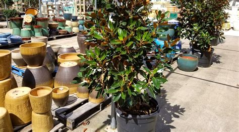 Thematic photo: Magnolia in a pot on a balcony