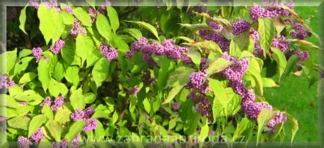 Záber na krásnoplodku (Callicarpa) s výraznými fialovými bobuľami v zimnej záhrade