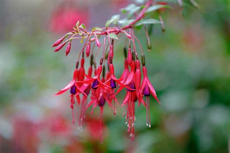 Detail odkvitnutého kvetu fuksie