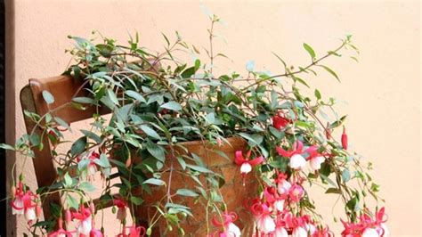 Fuksie pripravené na prezimovanie v chladnej miestnosti