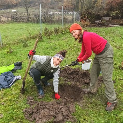 Schéma optimálneho rozmiestnenia stromov v záhrade