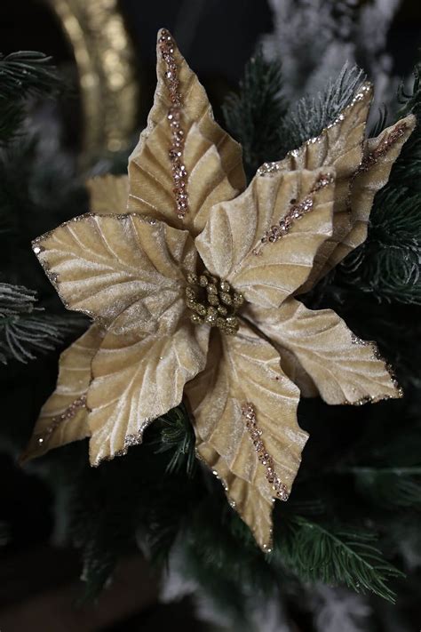 Foto badiánových hviezdic a dekorácií