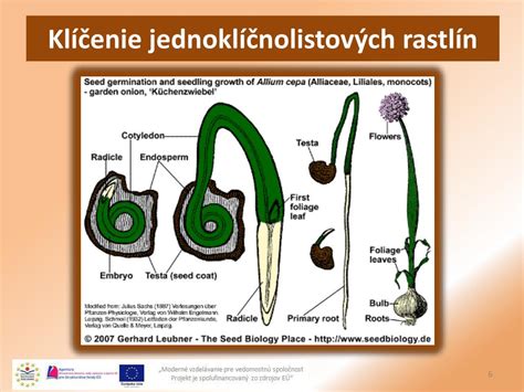 ilustrácia klíčiacich semien s koreňovými chĺpkami