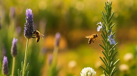 Infografika znázorňujúca rastliny, ktoré odpudzujú škodcov a priťahujú opeľovače.