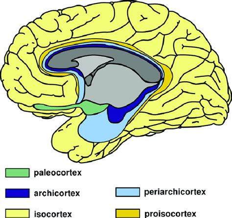Schéma vývojového delenia mozgovej kôry (paleocortex, archicortex, neocortex)