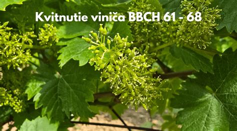 Schéma priebehu kvitnutia viniča a vývoja metliny