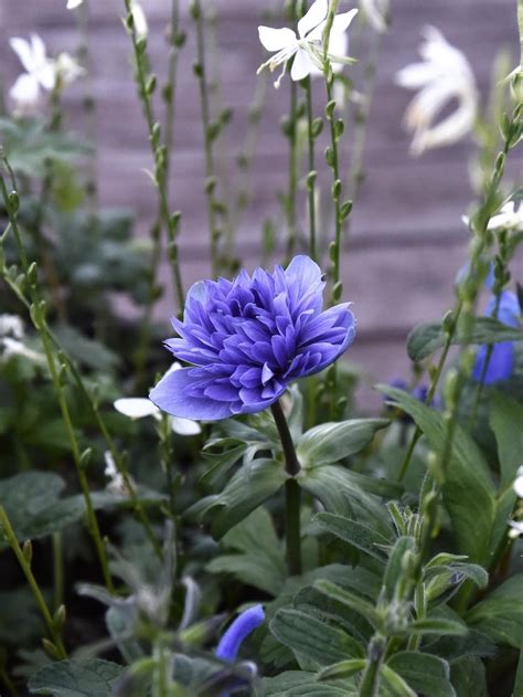 Detailná fotografia kvetu veternice Anemone coronaria 'Lord Lieutenant'