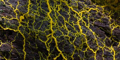 Rozdiel medzi plesňou a minerálnymi usadeninami na povrchu substrátu