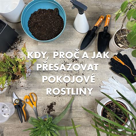 Schéma znázorňujúca správne načasovanie presádzania izbových rastlín podľa ročných období.