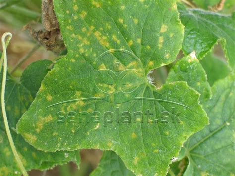 Ilustrácia múčnatky a plesne uhorkovej na listoch