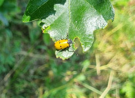 ilustračné foto: Dúhovo sfarbená liskavka na liste
