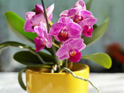 Ilustrácia optimálneho umiestnenia orchidey na okennom parapete