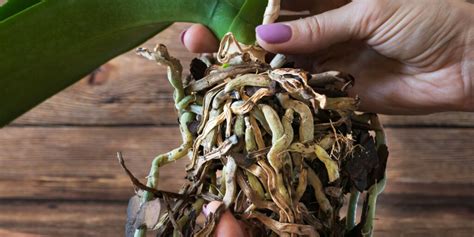 Schéma identifikácie hniloby koreňov u orchidey