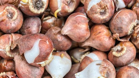 zdravé cibule tulipánov pripravené na uskladnenie
