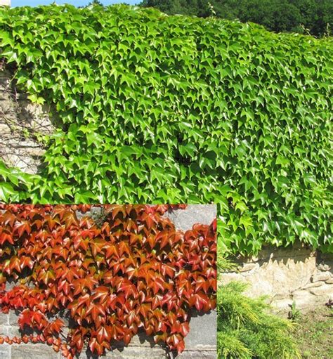 Pavinič trojlaločný 'Veitchii' na fasáde domu, jesenné sfarbenie