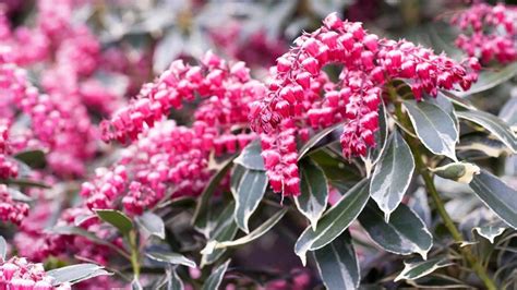 Ilustračná fotografia Aucuby japonskej s charakteristickými panašovanými listami