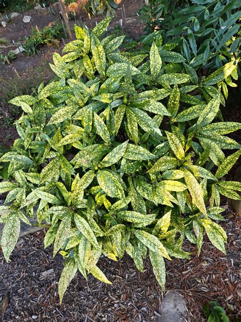 Zobrazenie rastliny Aucuba japonica v tienistom prostredí záhrady