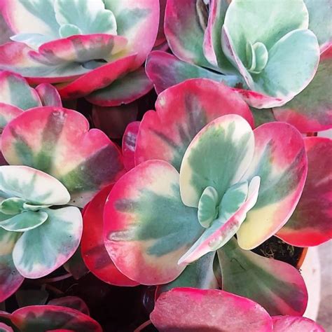 Tematická fotografia rozkvitnutej kalanchoe v interiéri
