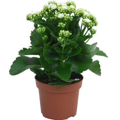 Fotografia kvetináča s prerastenými koreňmi kalanchoe