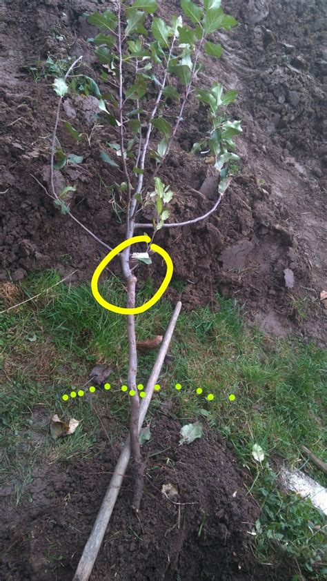 Ilustrácia správnej hĺbky výsadby ovocného stromčeka, kde je viditeľne umiestnené miesto štepenia nad úrovňou pôdy.