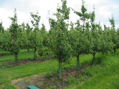 Vizualizácia stromu tvarovaného do štíhleho vretena s jasne definovanou centrálnou osou a bočnými konármi.